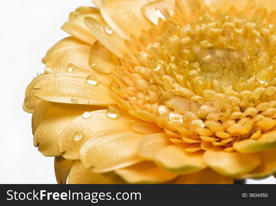 Gerber daisy with droplets isolated on white background