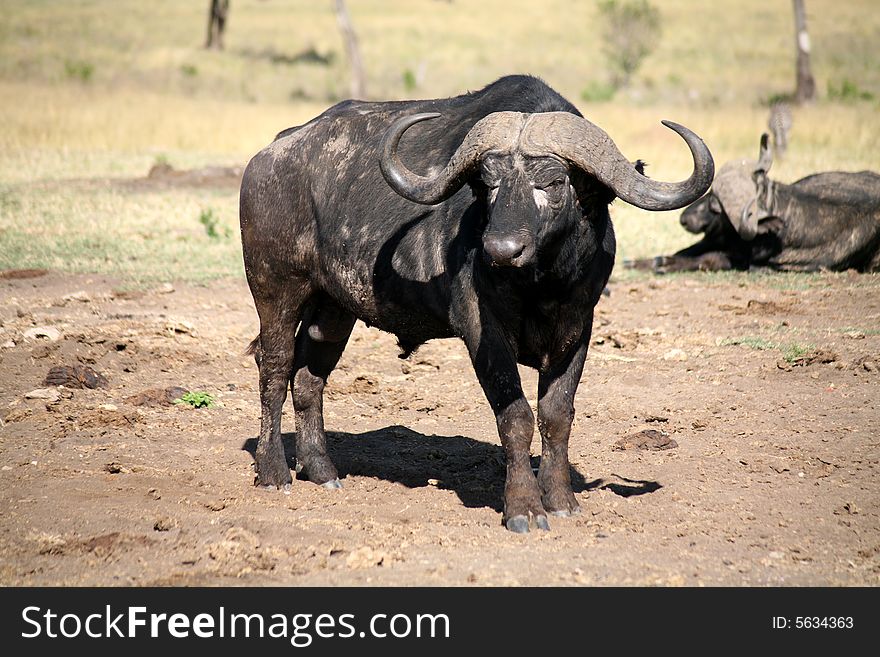 Buffalo in the Masai Mara Reserve (Kenya). Buffalo in the Masai Mara Reserve (Kenya)