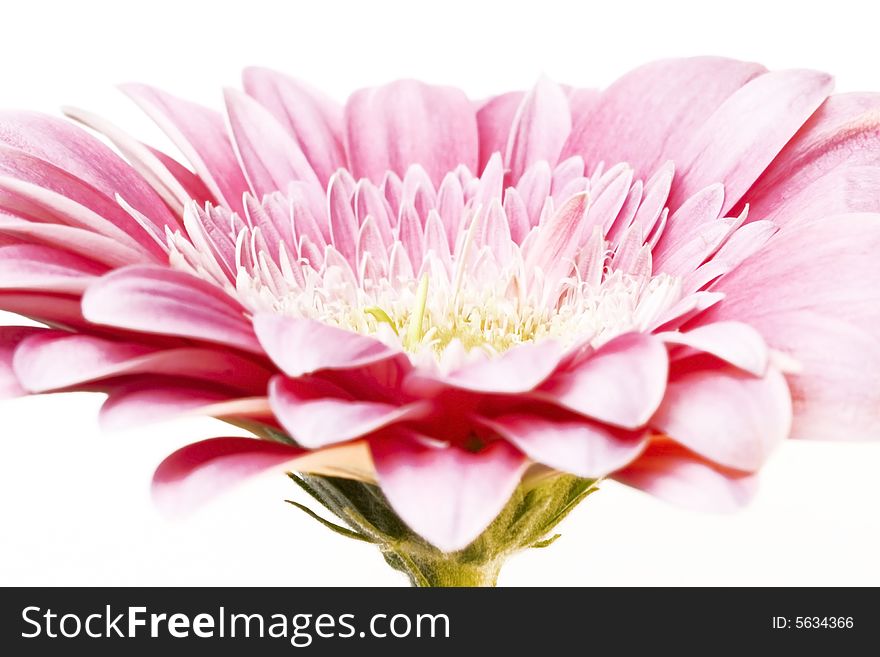 Gerber daisy isolated on white background