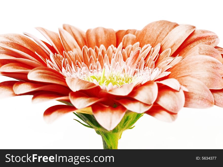 Gerber daisy isolated on white background