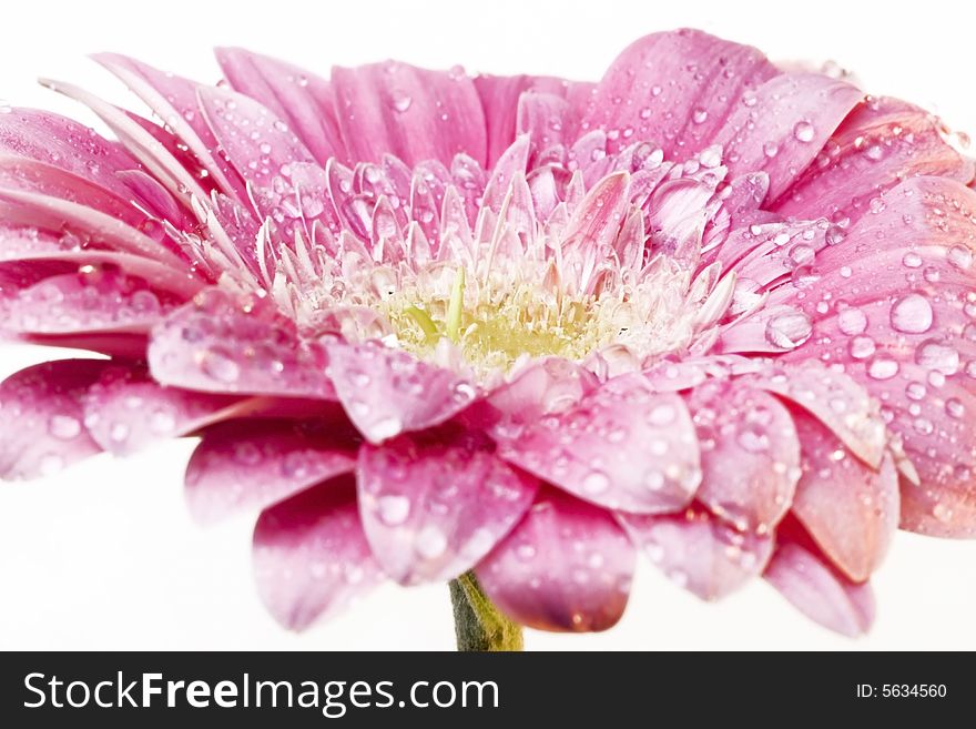 Pink gerber daisy with droplets on petals