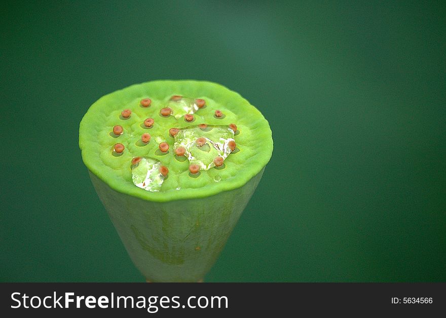 Water drops on seed pod of lotus flower. Water drops on seed pod of lotus flower.