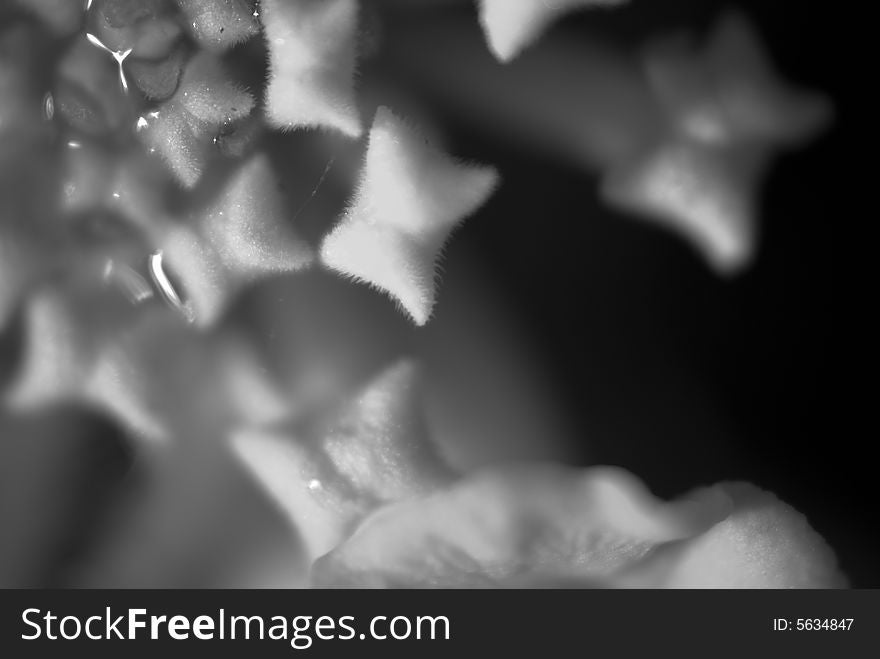 A close up observation of the petals through macro lens, showing the details of natural flower. A close up observation of the petals through macro lens, showing the details of natural flower