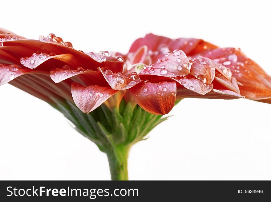 Red gerber daisy with droplets on petals