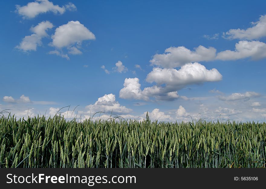 Wheat green field with cloudy sky. Wheat green field with cloudy sky