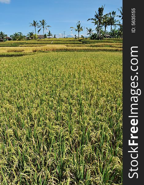 Peace and serenity at a paddy field. Peace and serenity at a paddy field