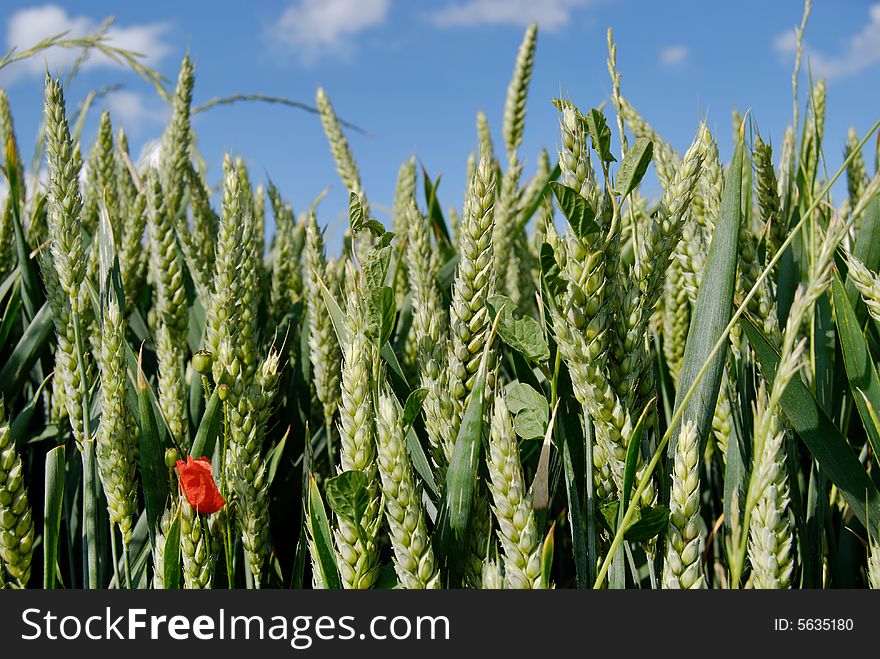 Green wheat, red poppy and sky. Green wheat, red poppy and sky