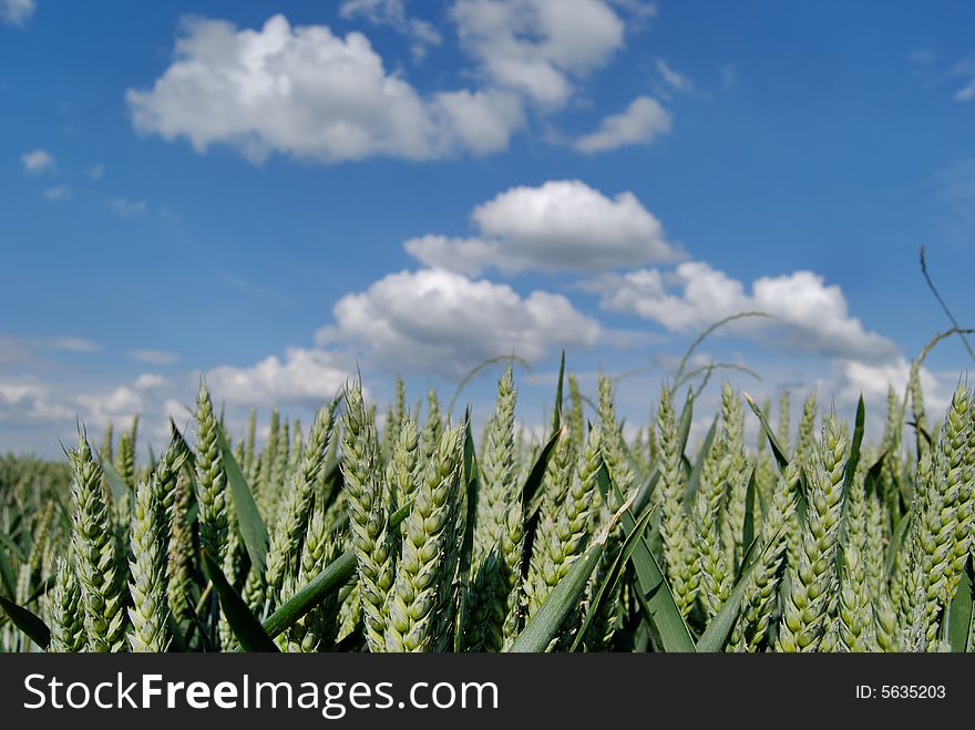 Wheat green field and sky