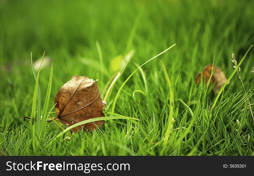 The falled leaves on green grass. The falled leaves on green grass