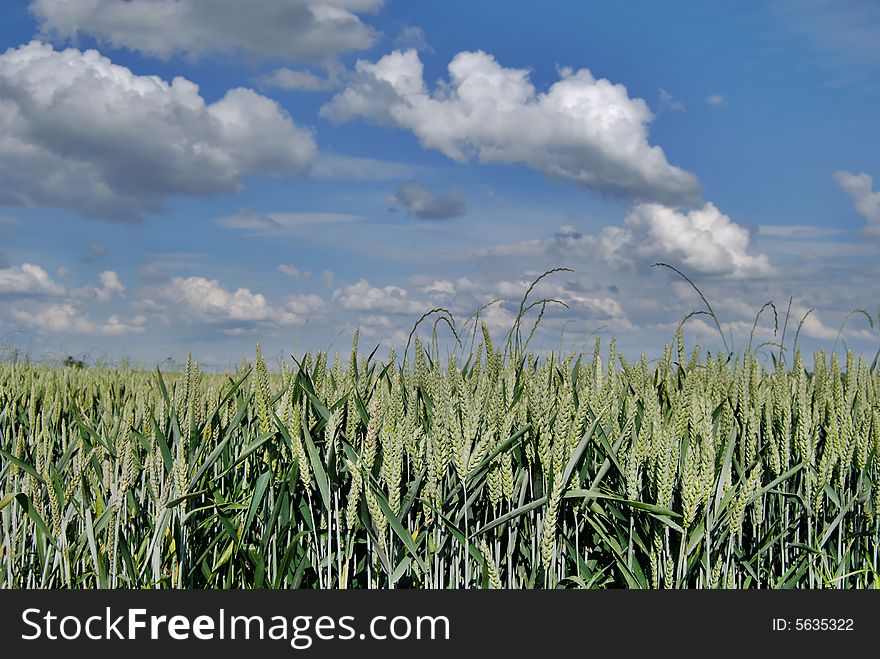 Wheat Green Field And Sky