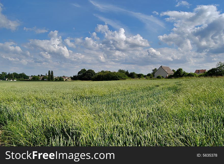 Wheat green field near small  village  and  cloudy sky. Wheat green field near small  village  and  cloudy sky