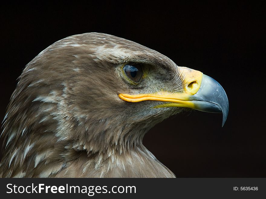 Close-up of a steppe eagle (Aquila nipalensis)