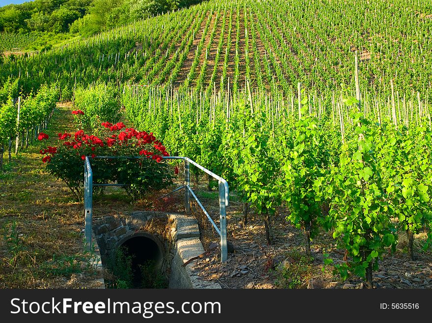 Vineyards along the mosel river in germany