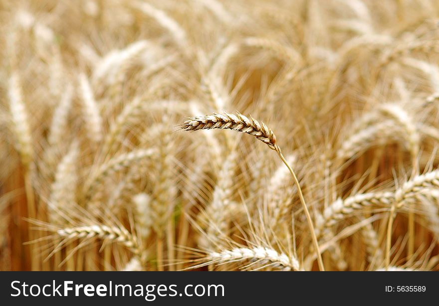 Grain field in late summer time. Grain field in late summer time