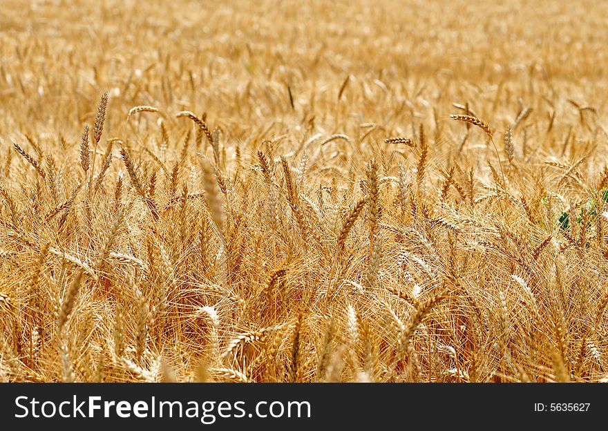 Grain field in late summer time. Grain field in late summer time