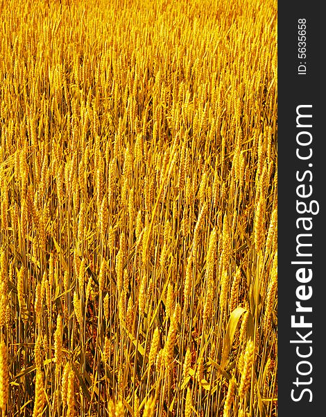 Wheat field background (yellow gamma)