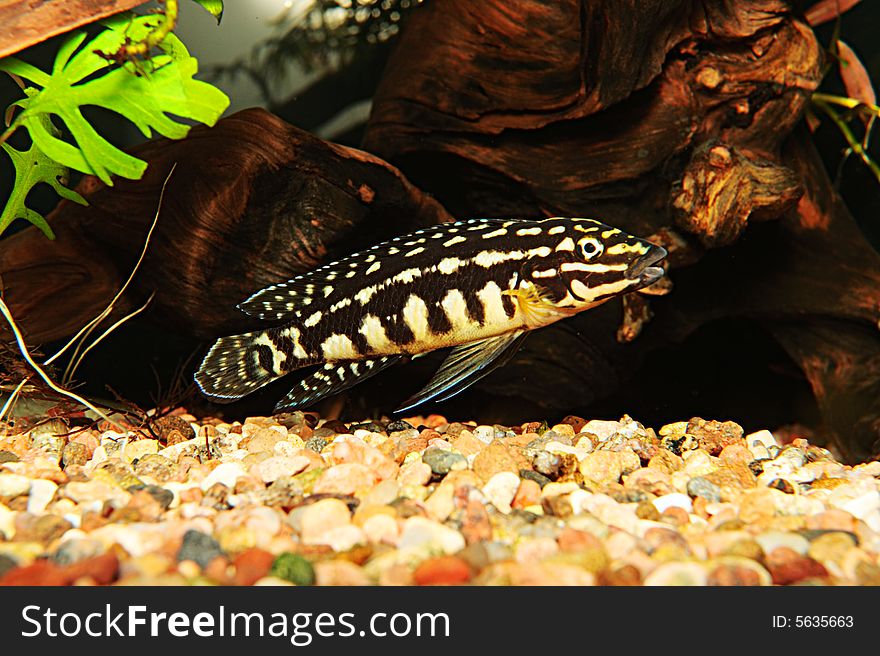 Julidochromis Marlieri,aquarium fish from lake Malawi