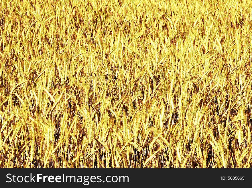 Wheat background (ears in yellow)