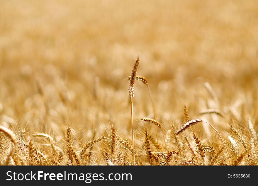 Grain field in late summer time. Grain field in late summer time