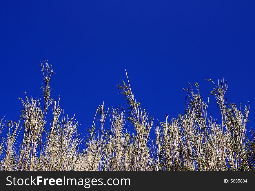 Blue sky frame & wild fields