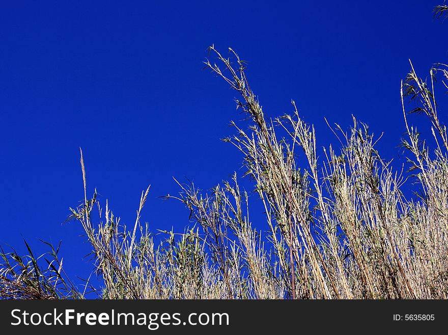 Blue sky & wild fields frame