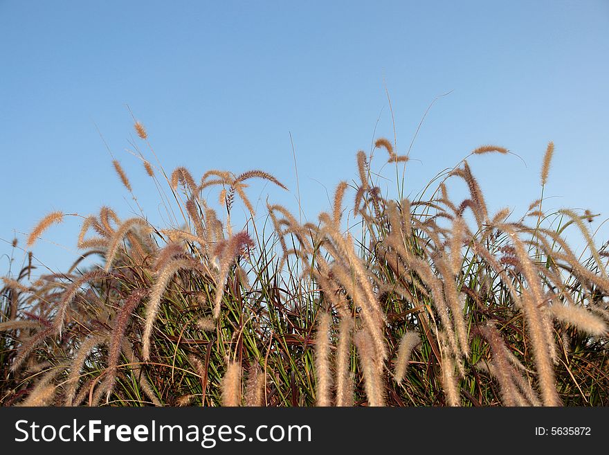 Blooming grass on the background of the blue sky