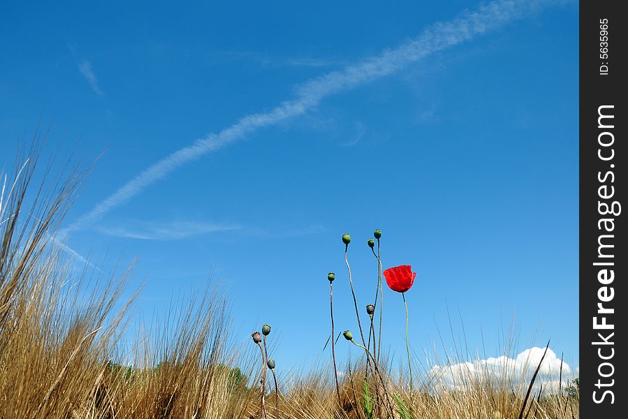 Lonely Red Poppy