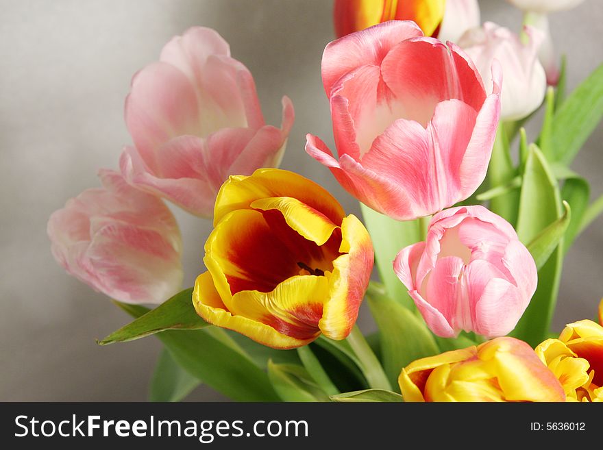 This is high quality image of tulips made by Canon 40D. You can use it like a card (postcard) or anyhow you want.