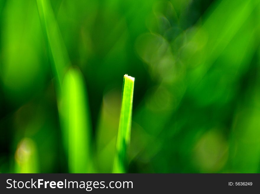 Detail of a broken blade of grass