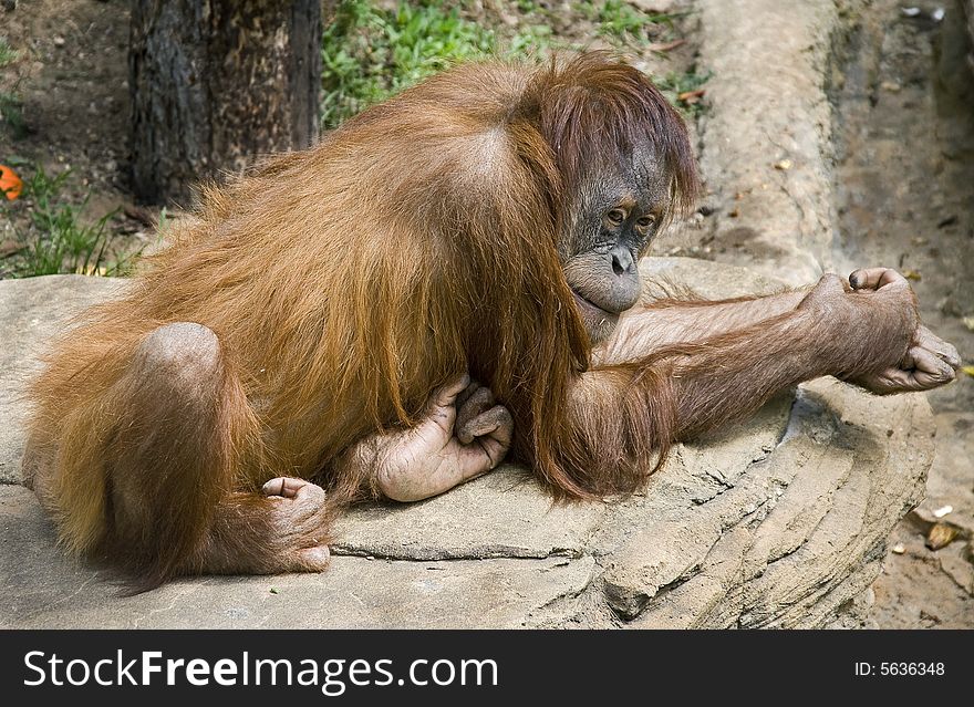 Young orangutan on the rock. Young orangutan on the rock