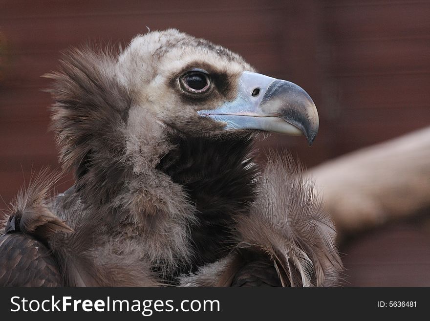 This is high quality close image of vulture. This is high quality close image of vulture.