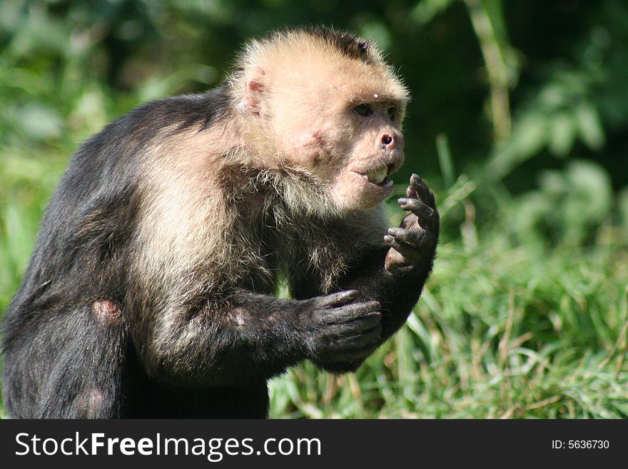 Little monkey eating tasty food