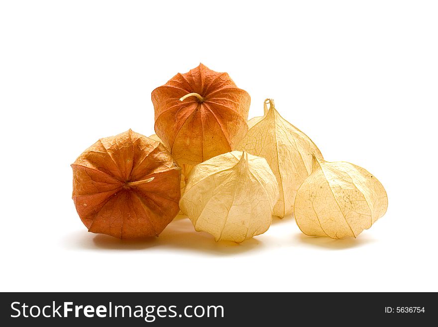 Scattering of groundcherry pods isolated against a white background