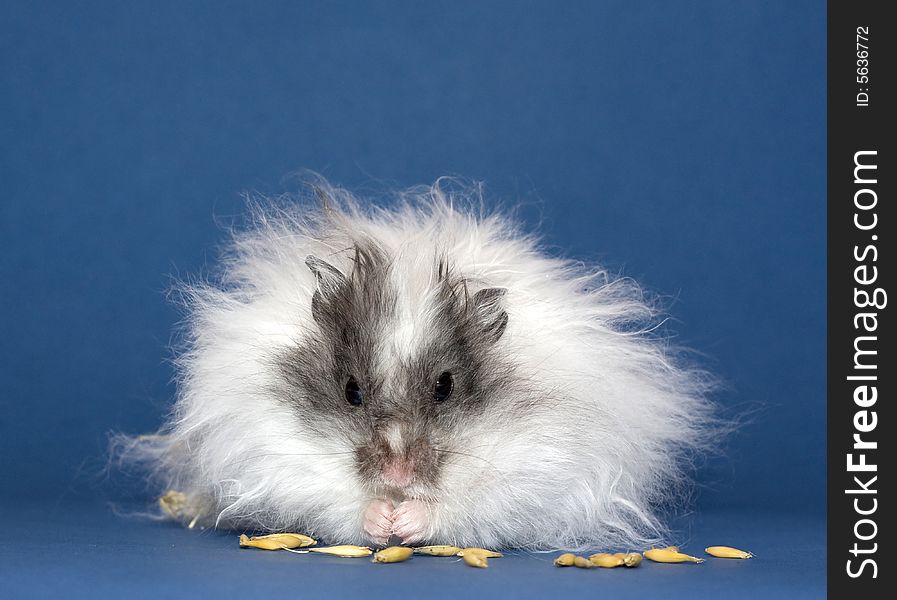 Hamster eating Oats grains on blue background