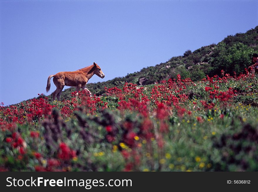 Horse In The Meadow