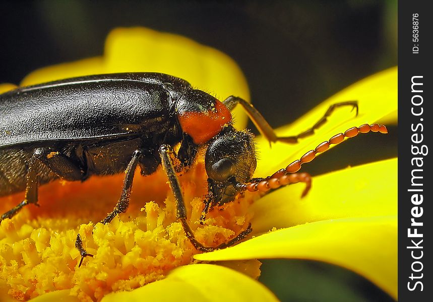 Beetle to daisies.Beetle eats pollen of flowers.
