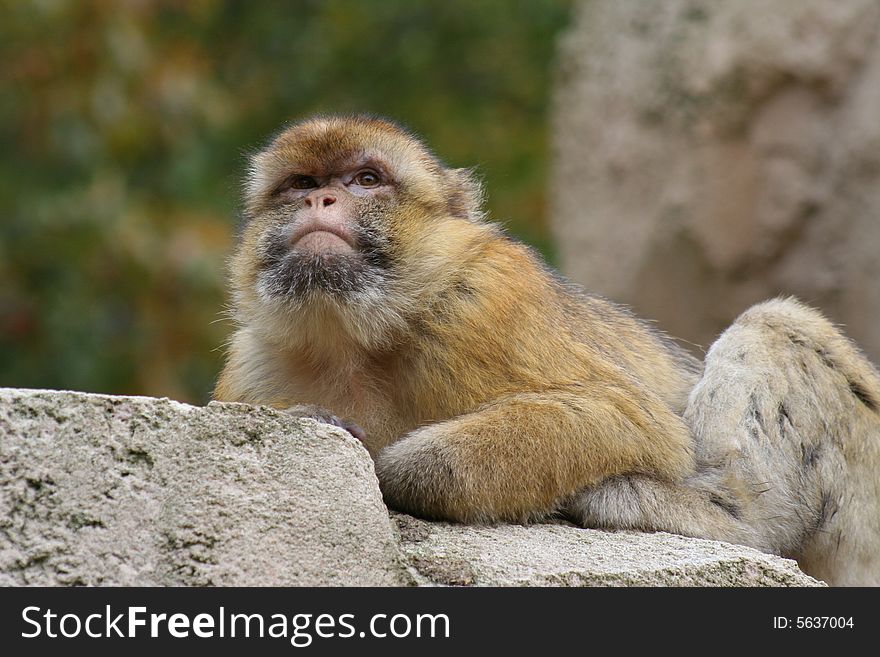 Barbary macaque looking out situated on a rock. Barbary macaque looking out situated on a rock