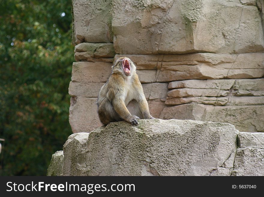 Barbary macaque monkey yawning on rock