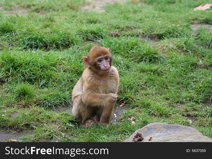 Baby barbary macaque monkey looking happy. Baby barbary macaque monkey looking happy