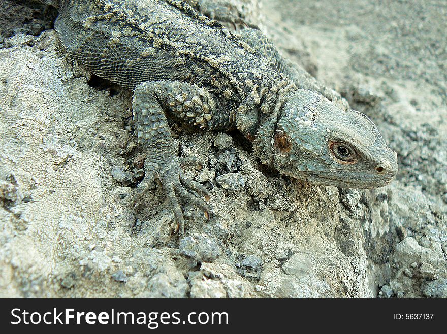 The large grey lizarg on a stone. It is photographed in the autumn in Azerbaijan. The large grey lizarg on a stone. It is photographed in the autumn in Azerbaijan.