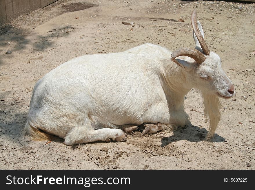 Lazy white billy goat resting in sunny barn yard