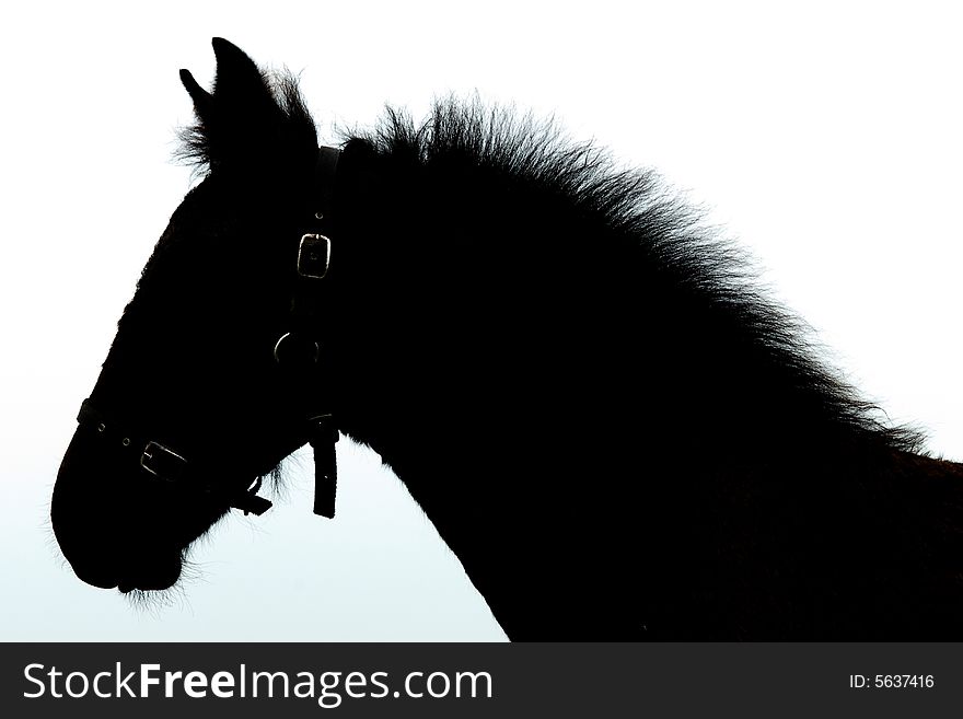Silhouette of a young dutch frisian horse. Silhouette of a young dutch frisian horse
