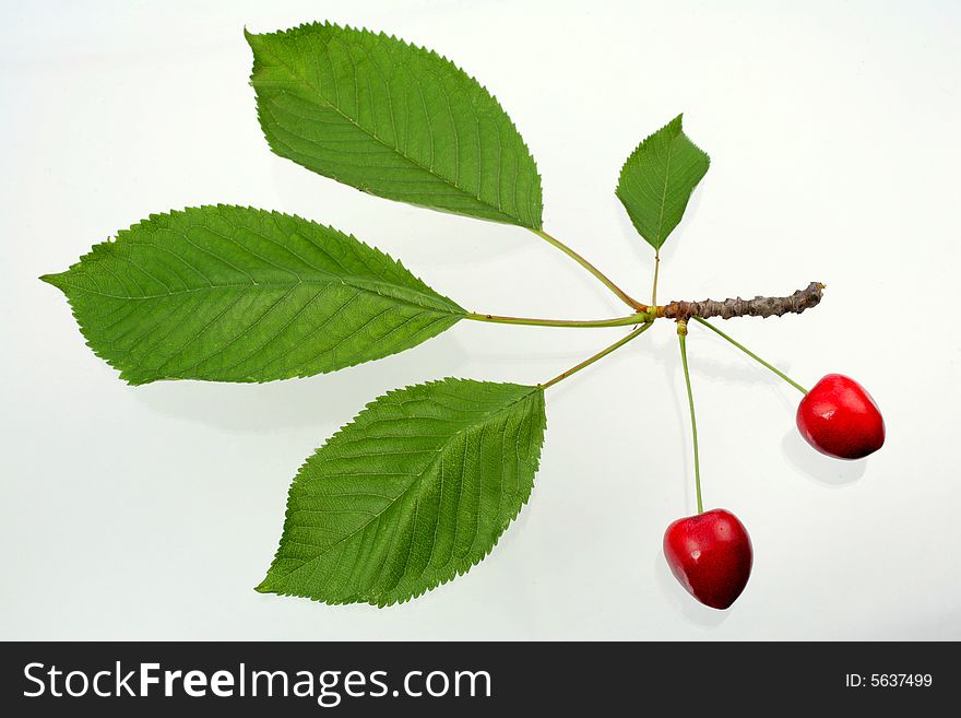 Gren sprig with leaves and black cherries. Gren sprig with leaves and black cherries