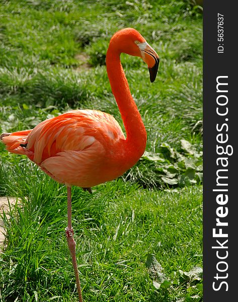 Flamingo on a bright sunny day