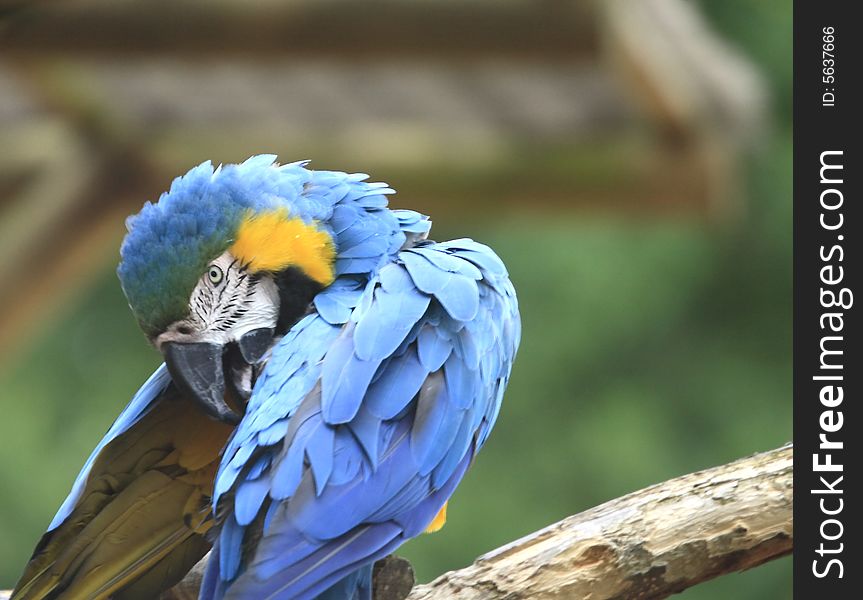 Parrots are birds of the roughly 350 species in 85 genera comprising the order Psittaciformes, found in most warm and tropical regions. Also known as psittacines.