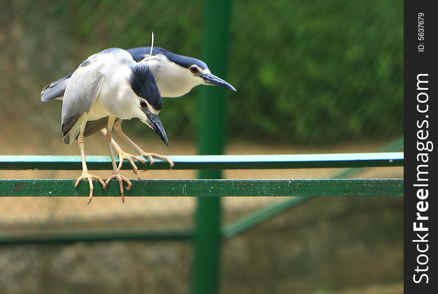 A Heron couple on the perch for prey. A Heron couple on the perch for prey