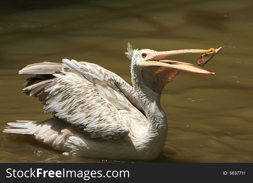 A pelican is any of several very large water birds with a distinctive pouch under the beak belonging to the bird family Pelecanidae. A pelican is any of several very large water birds with a distinctive pouch under the beak belonging to the bird family Pelecanidae.