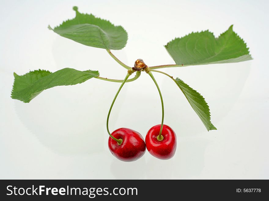 Gren sprig with leaves and black cherries. Gren sprig with leaves and black cherries