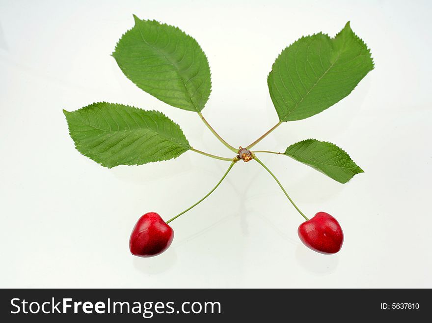 Gren sprig with leaves and black cherries. Gren sprig with leaves and black cherries