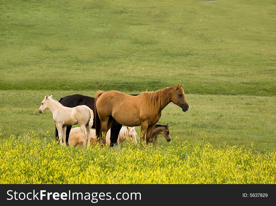 Quarter horse mares in yellow clover pasture. Quarter horse mares in yellow clover pasture